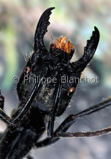 Dinoponera sp.JPG - Dinoponera sp.  (Portrait)Fourmi géanteGiant hunting AntHymenopteraFormicidaePonerinaeBresil